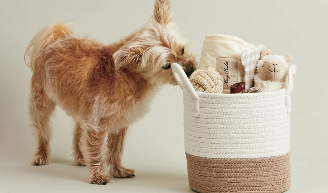  Eco-Friendly Dog Products: Sustainable Choices for Your Pet